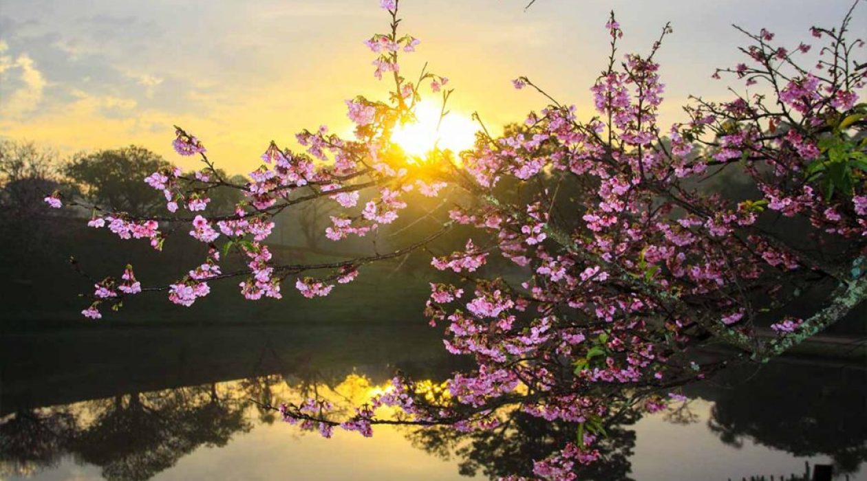 sakura-matsuri-cerejeiras-final-1024x683